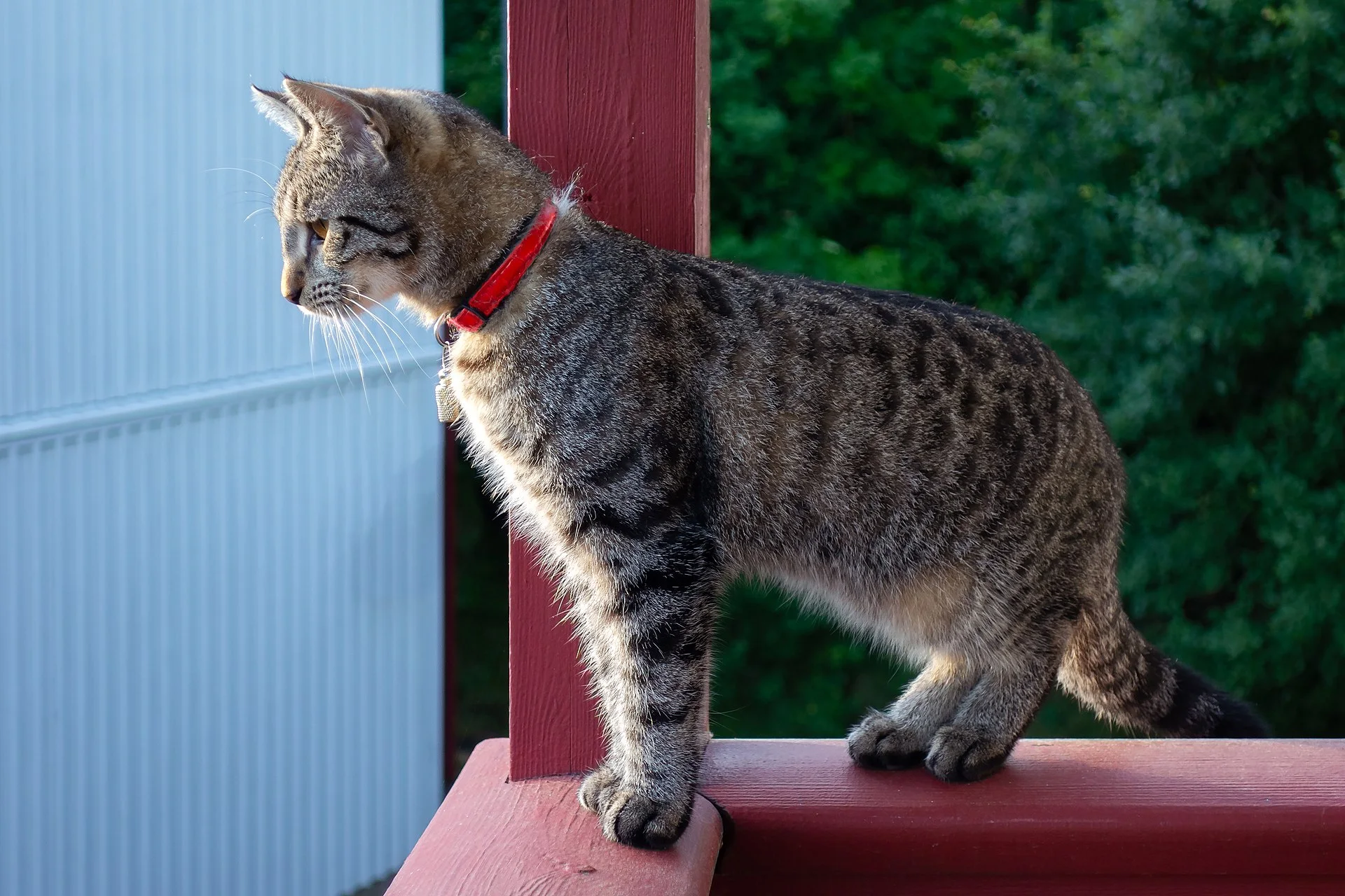 Pictures of Cat의 고양이 사진, A black silver and tan tabby kitten with a red collar and a name capsule, keeping watch on a balcony in Brastad, Sweden.