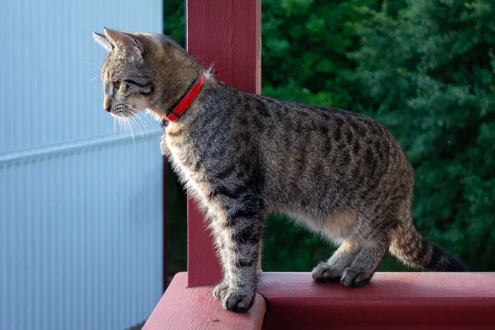 Tabby wearing a red collar on a red railing · Cat photo — Pictures of Cat