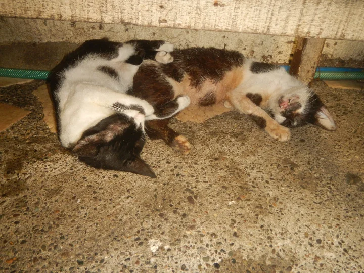A calico cat lying on its back with one leg extended · Cat photo — Pictures of Cat