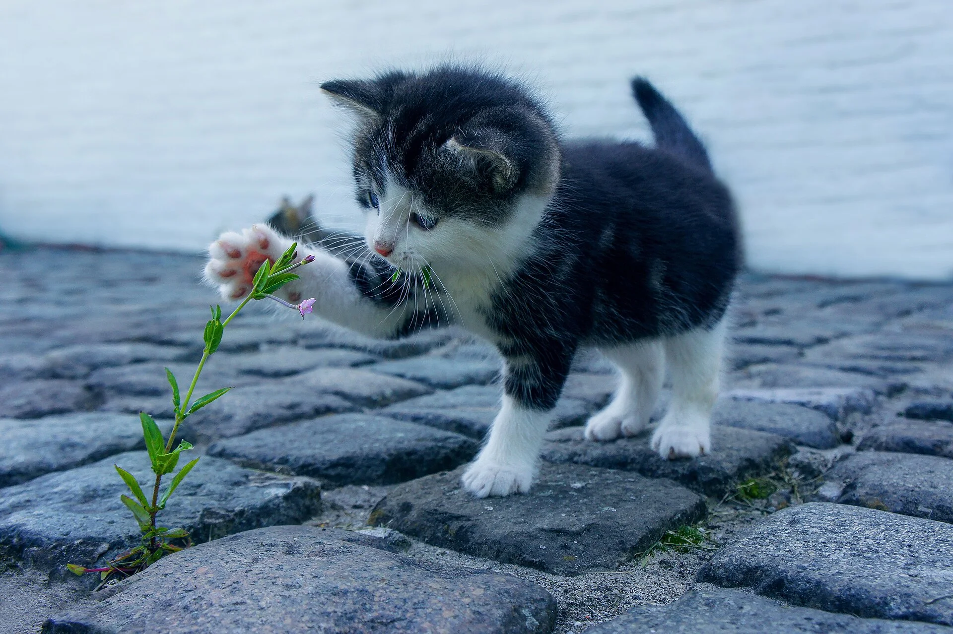 Pictures of Cat의 고양이 사진, A kitten keeping a leaf in the mouth seemed curious.