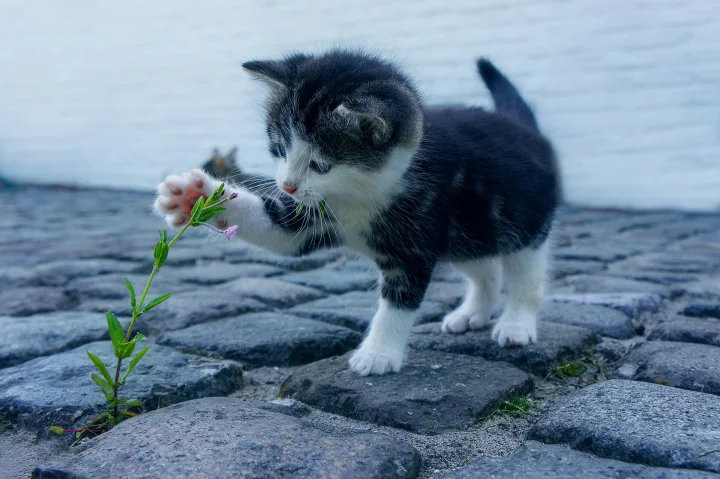 A black and white kitten reaching toward a flower · Cat photo — Pictures of Cat