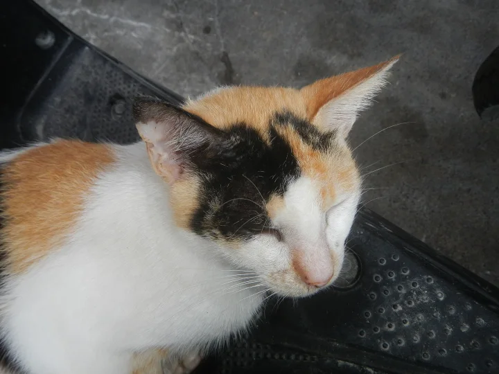 A calico cat resting on a textured black floor mat · Cat photo — Pictures of Cat