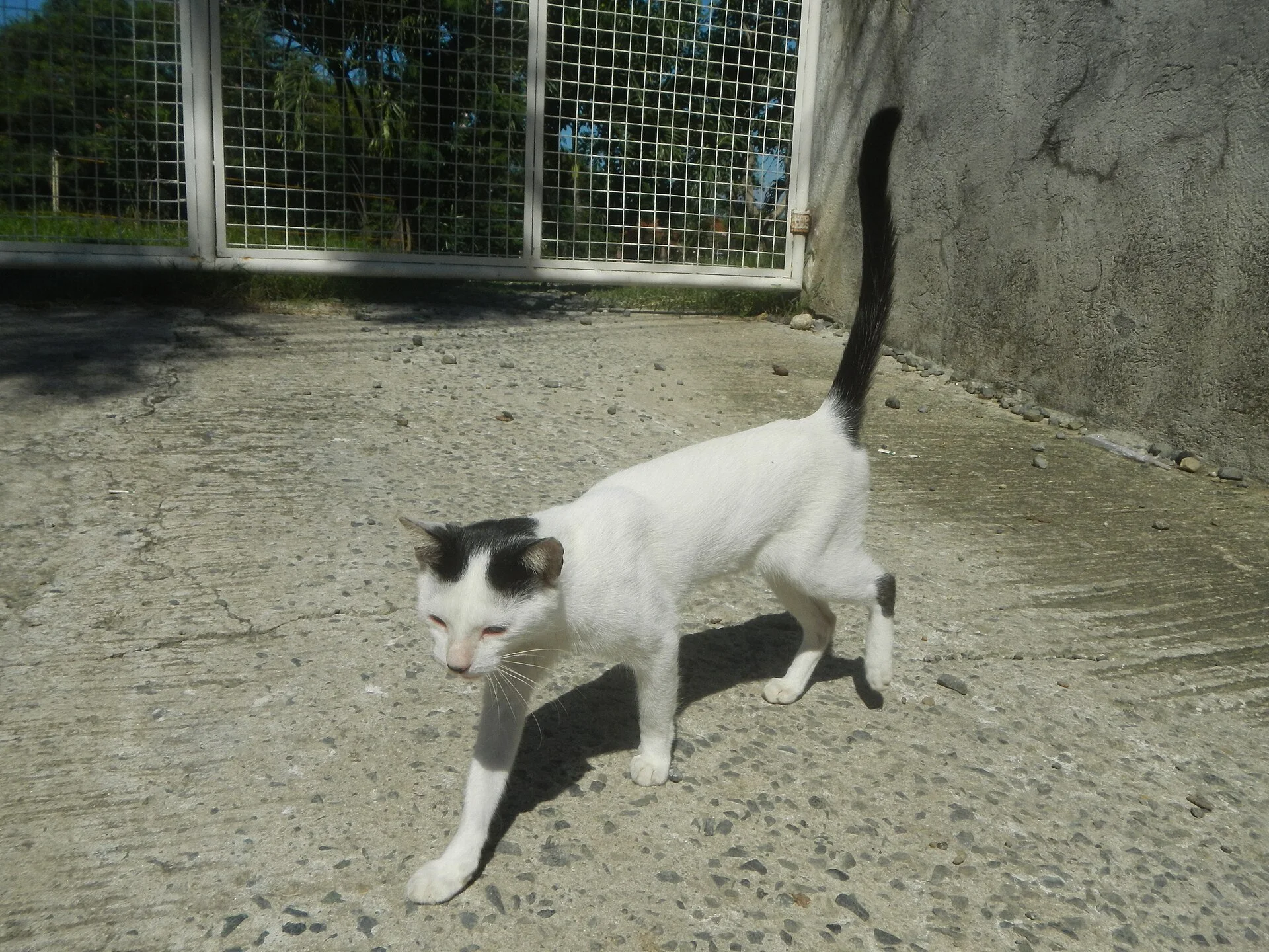 Photos taken during the 2020 coronavirus pandemic in Marilao, Bulacan Timeline of the 2020 coronavirus pandemic in the P, ein Katze-Foto auf Pictures of Cat