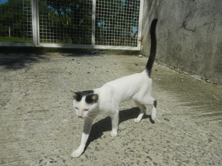 White cat with dark markings walking on concrete · Cat photo — Pictures of Cat