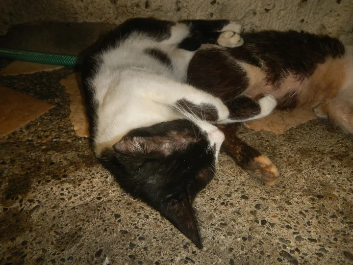 A calico cat curled on its back on a speckled floor · Cat photo — Pictures of Cat