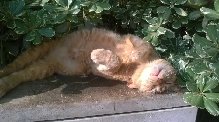 Orange cat lying on its side beside green leaves · Cat photo — Pictures of Cat