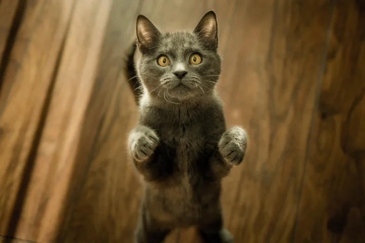 Croatia, ein Katze-Foto auf Pictures of Cat