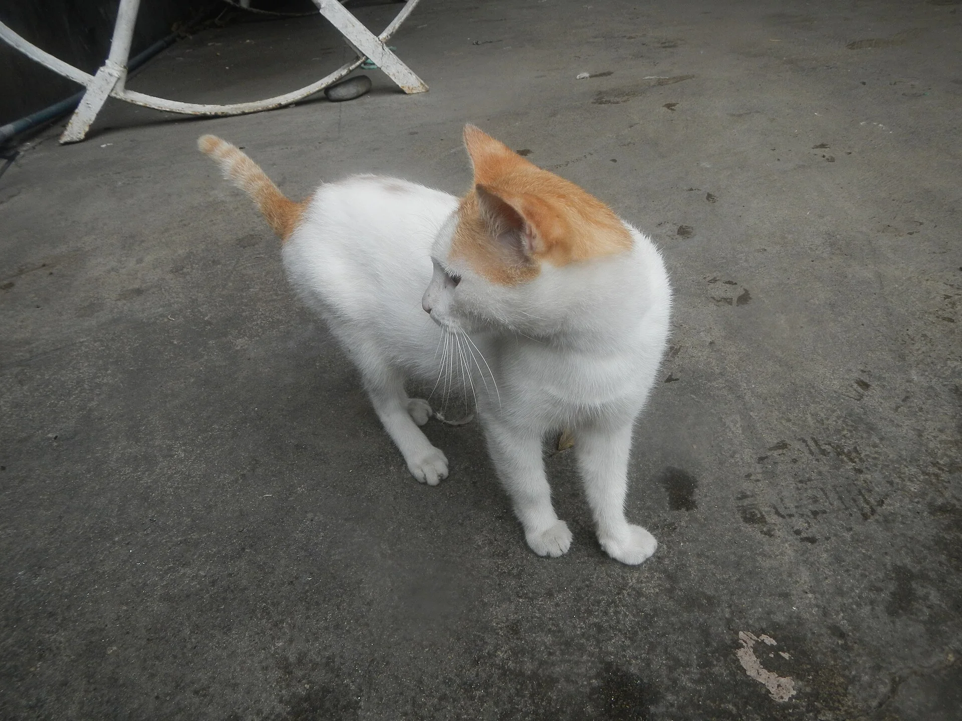 Yellow-eyed cinnamon and white cats in the Philippines portrait, una foto de gato en Pictures of Cat