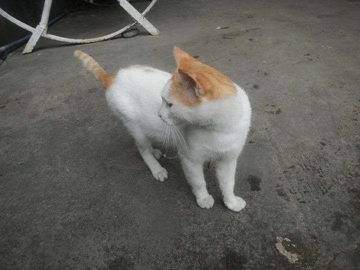 Orange and white cat with its head turned on concrete · Cat photo — Pictures of Cat
