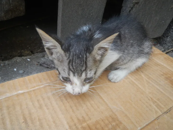 Small gray and white kitten crouching on cardboard · Cat photo — Pictures of Cat