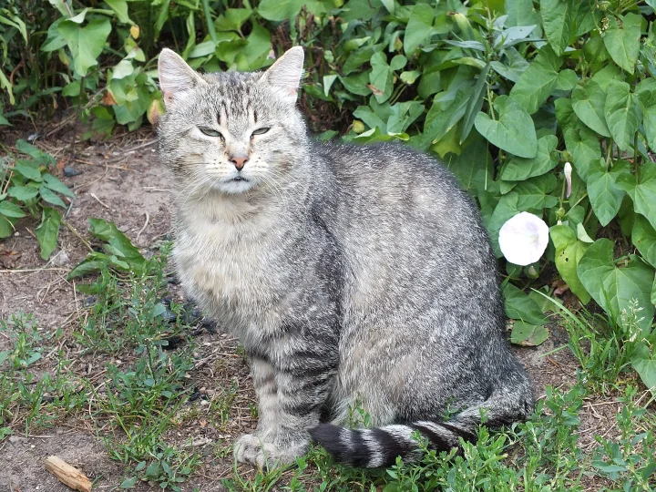 Gray tabby sitting beside green plants · Cat photo — Pictures of Cat