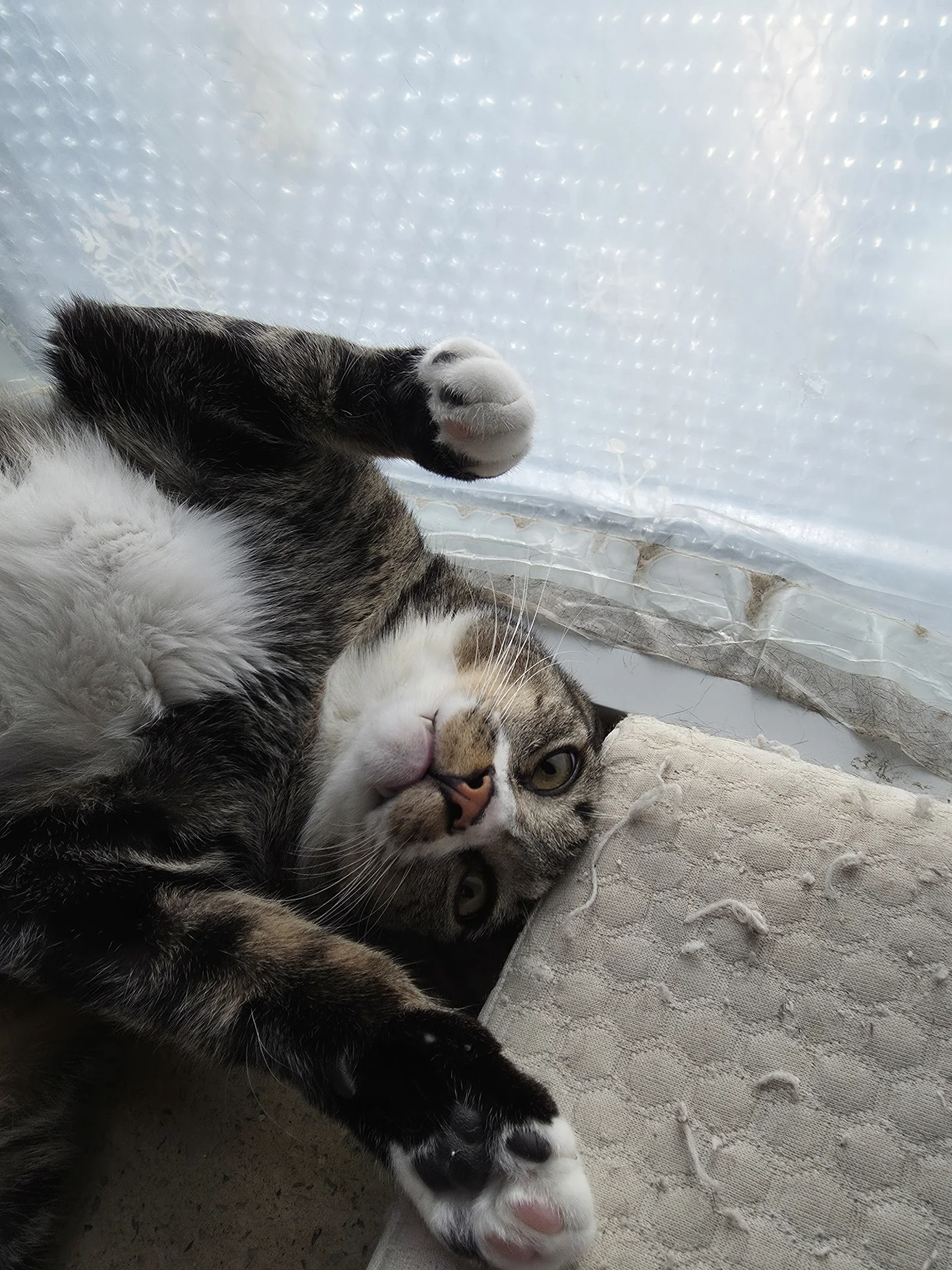 Tabby stretched on its back beside a sheer curtain · Cat photo — Pictures of Cat