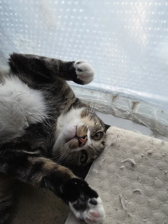 Tabby stretched on its back beside a sheer curtain · Cat photo — Pictures of Cat