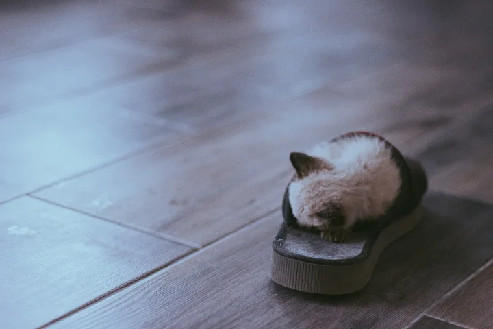 Small kitten curled inside an open shoe on a wooden floor · Cat photo — Pictures of Cat