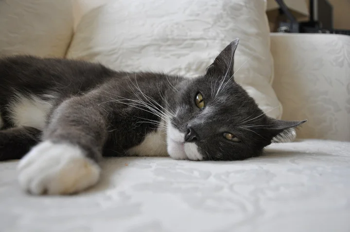 A gray and white cat lying on a white sofa · Cat photo — Pictures of Cat