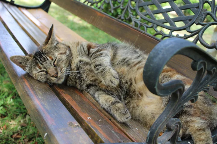 A tabby cat lying on the wooden slats of a garden bench · Cat photo — Pictures of Cat