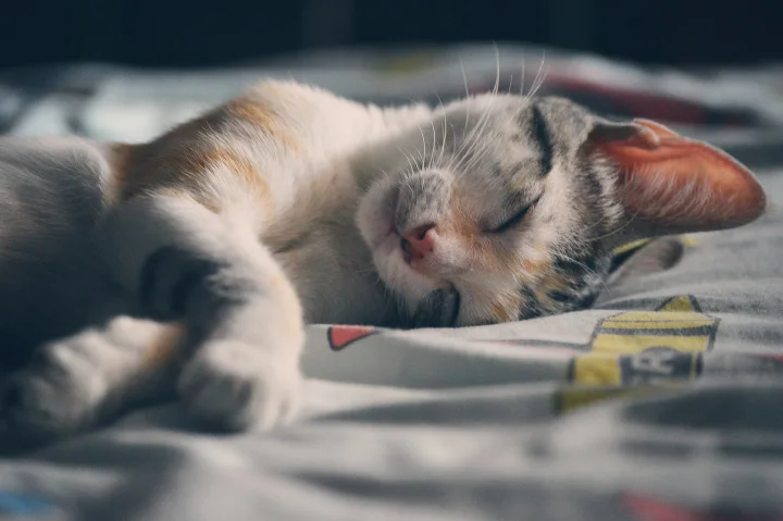 Cat resting with its face and paws on bedding · Cat photo — Pictures of Cat