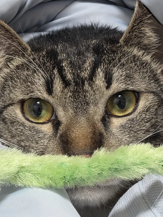 Close-up of a tabby with a green toy near its mouth · Cat photo — Pictures of Cat