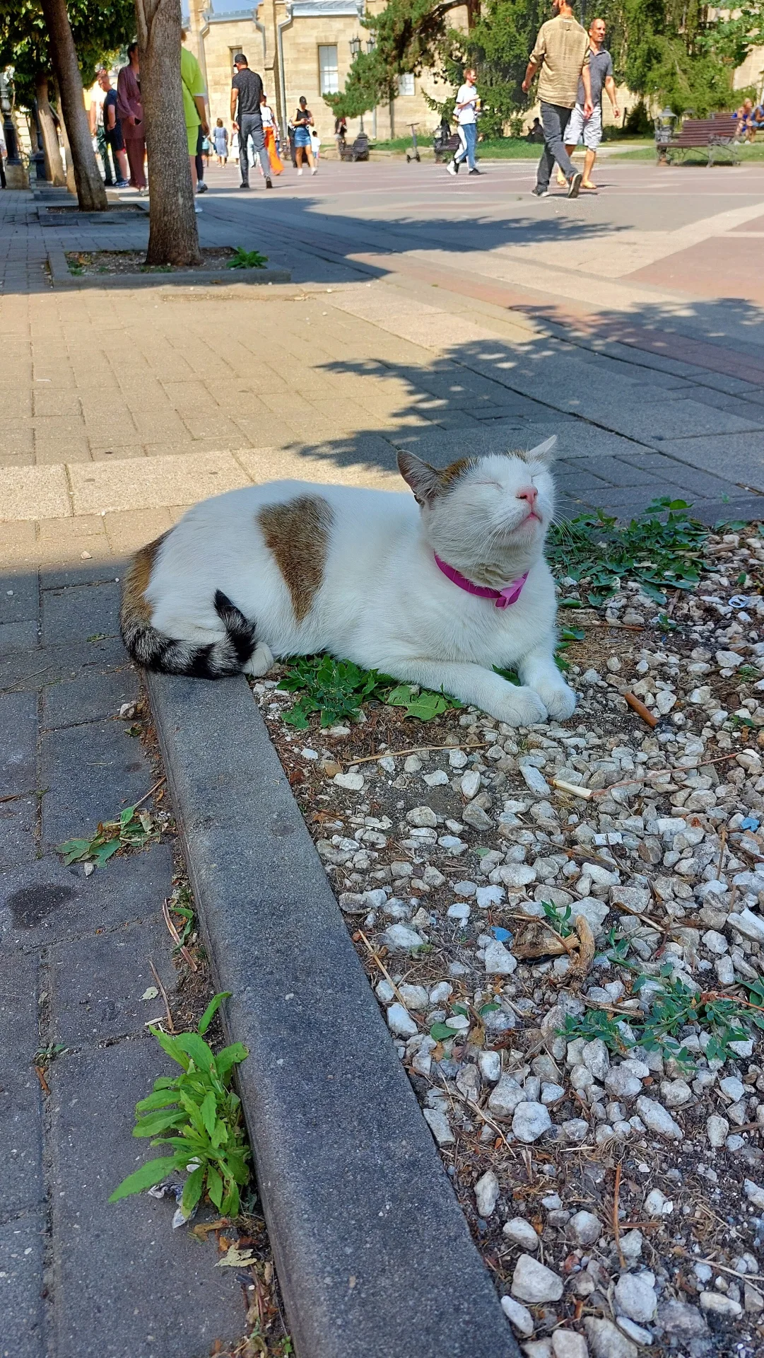 Pictures of Cat의 고양이 사진, A red and white cat is resting