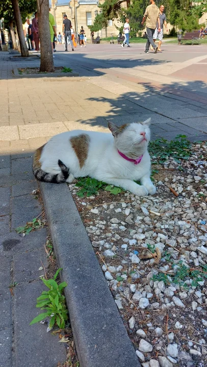 A red and white cat is resting, ein Katze-Foto auf Pictures of Cat