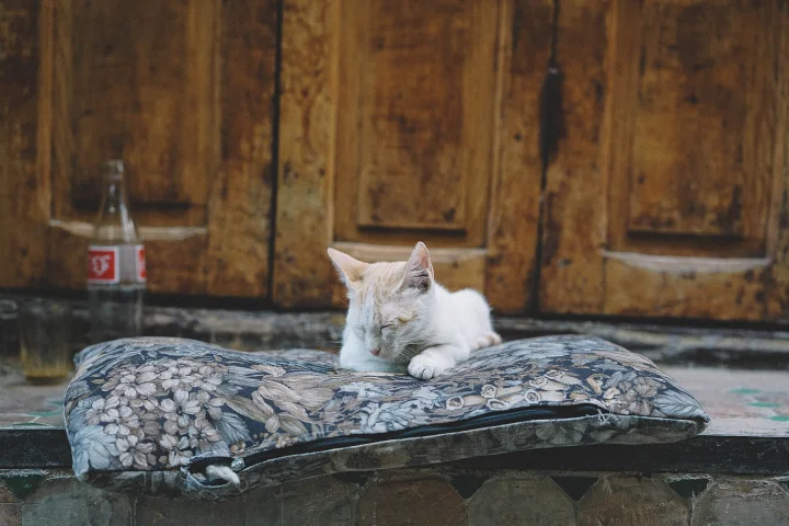Fes, Morocco, ein Katze-Foto auf Pictures of Cat