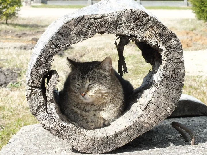 Tabby curled inside a hollow log in sunlight · Cat photo — Pictures of Cat