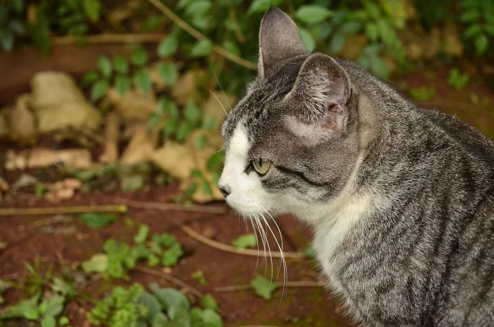 Gray and white cat in profile beside green plants · Cat photo — Pictures of Cat