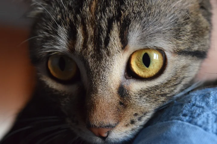 Close-up of a tabby with yellow eyes beside blue fabric · Cat photo — Pictures of Cat