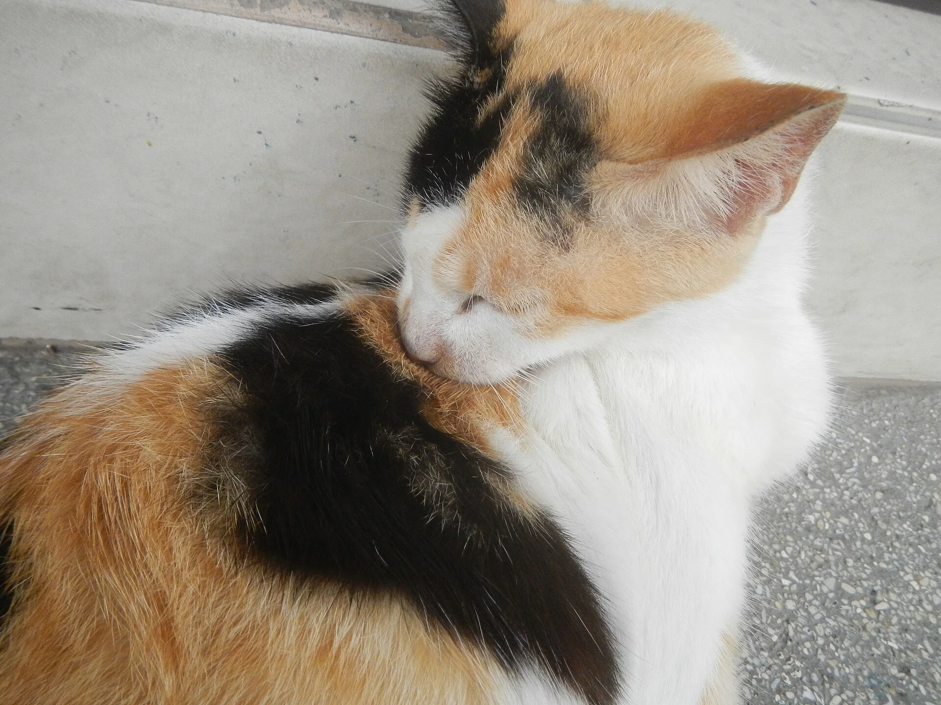 Pictures of Cat의 고양이 사진, Licking cats in the Philippines