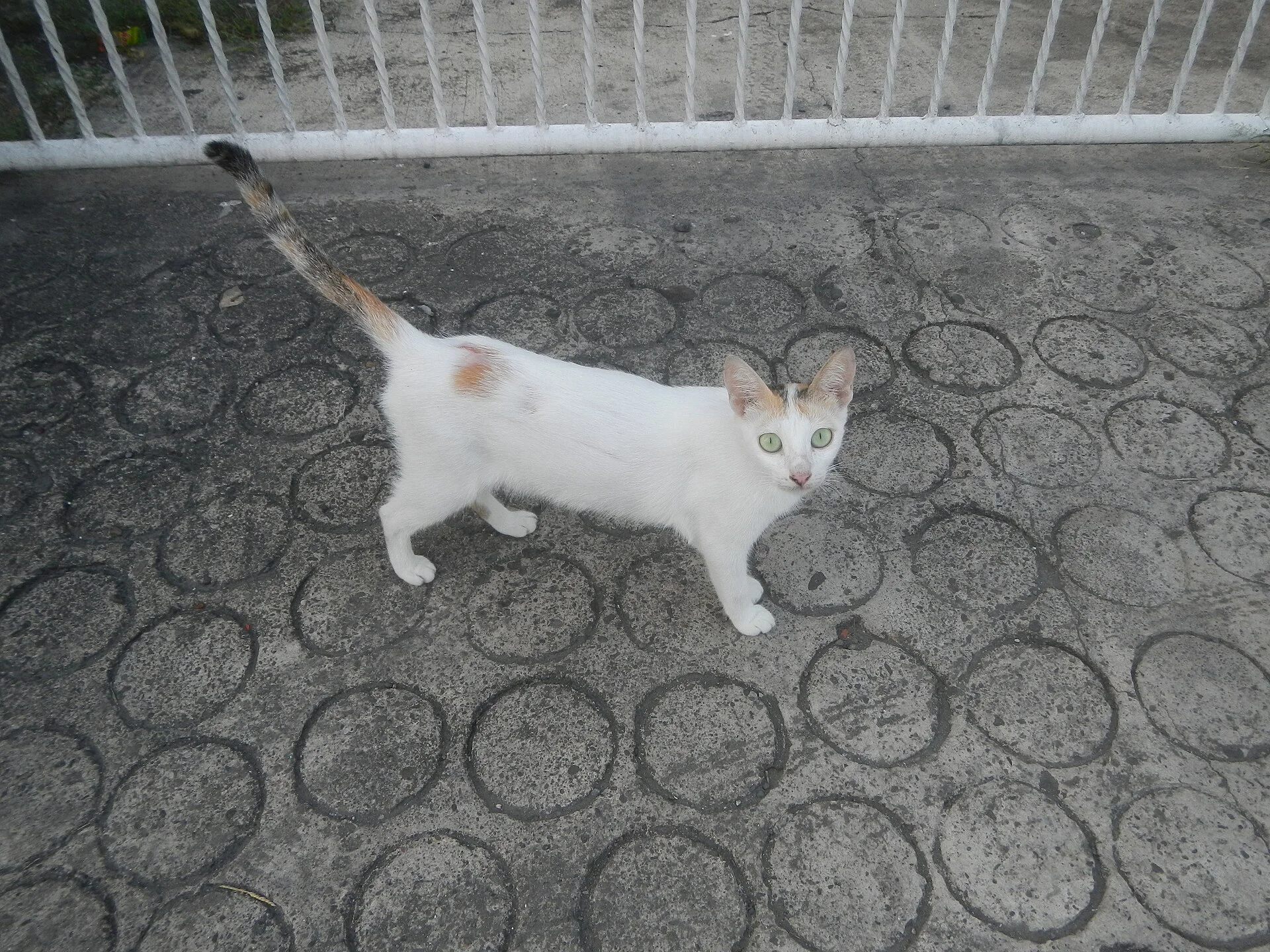 Photos taken during the 2020 coronavirus pandemic in Baliuag, Bulacan Timeline of the 2020 coronavirus pandemic in the P, ein Katze-Foto auf Pictures of Cat