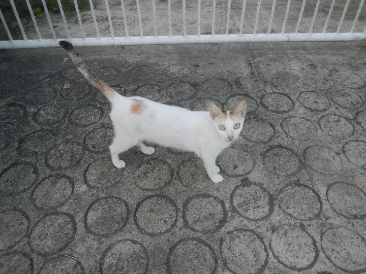 A mostly white cat with orange patches on patterned pavement · Cat photo — Pictures of Cat