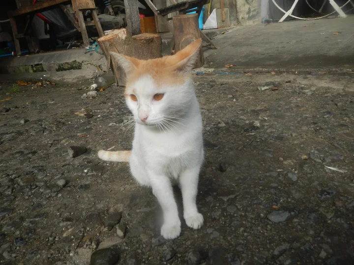 Orange and white cat sitting on rough concrete · Cat photo — Pictures of Cat