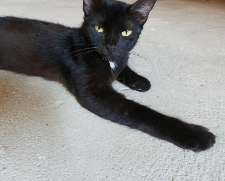 Black cat with a white chest stretched on a pale carpet · Cat photo — Pictures of Cat
