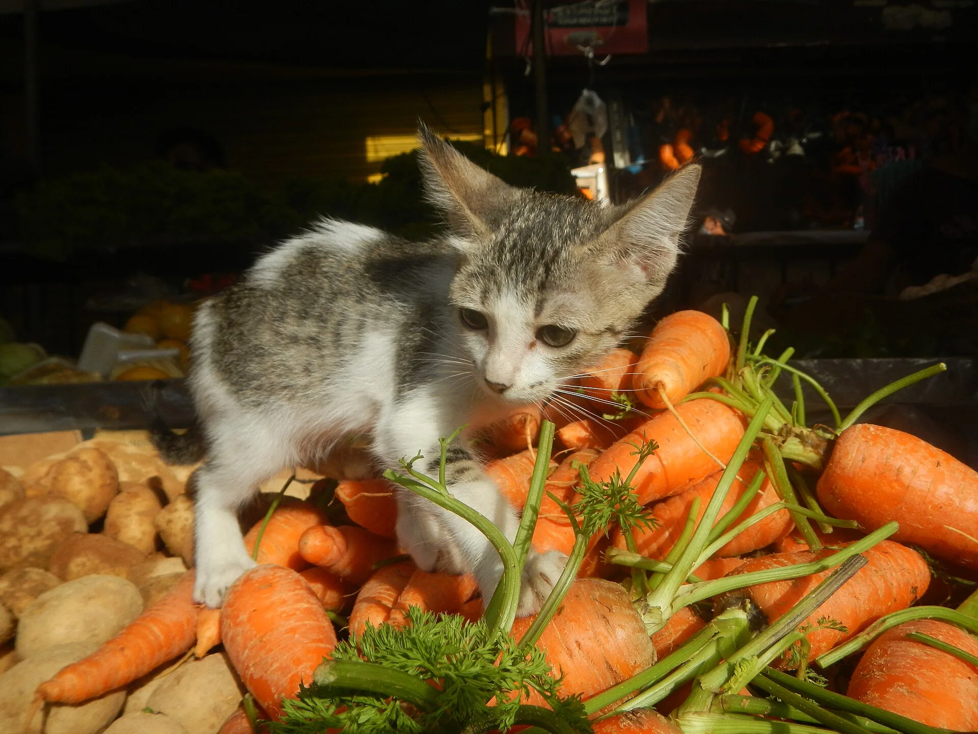 Black and white kitten portraits in the Philippines, ein Katze-Foto auf Pictures of Cat