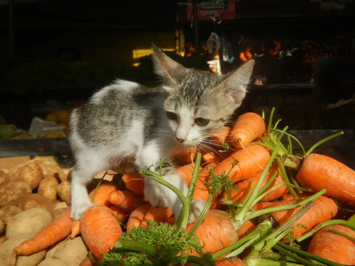 Small gray and white cat standing among carrots and potatoes · Cat photo — Pictures of Cat