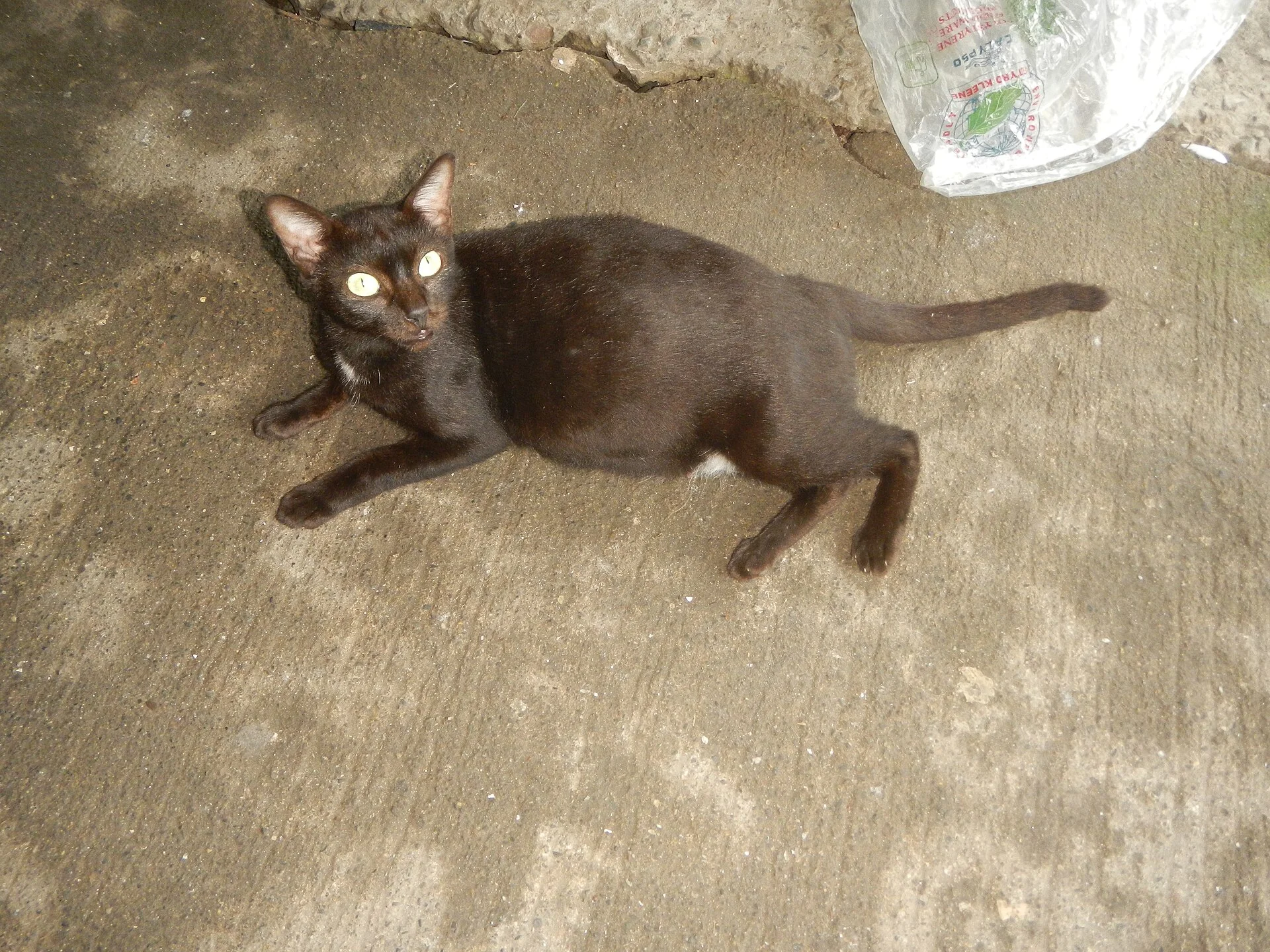 Cats in Malolos City, una foto de gato en Pictures of Cat