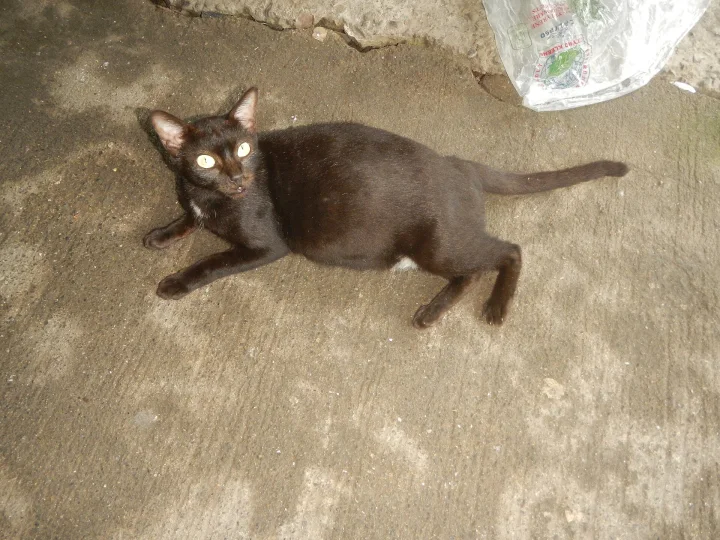Black cat lying on concrete with its tail extended · Cat photo — Pictures of Cat