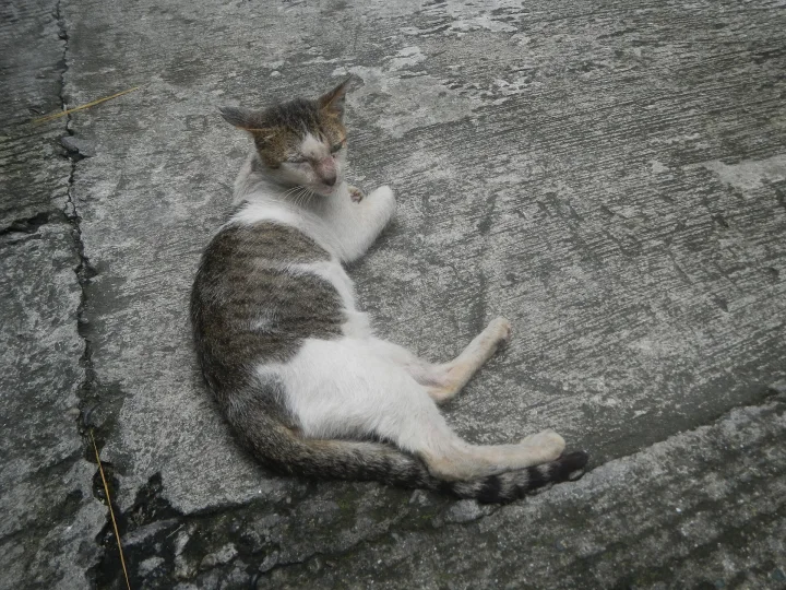 White and gray cat reclining on rough concrete · Cat photo — Pictures of Cat