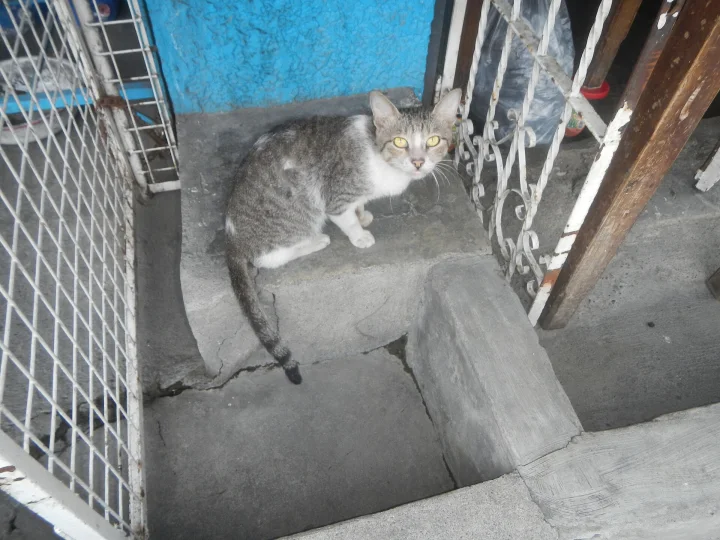 Gray and white cat beside a metal gate on a step · Cat photo — Pictures of Cat