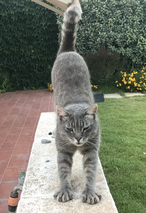 Gray tabby standing on a stone ledge with its tail raised · Cat photo — Pictures of Cat