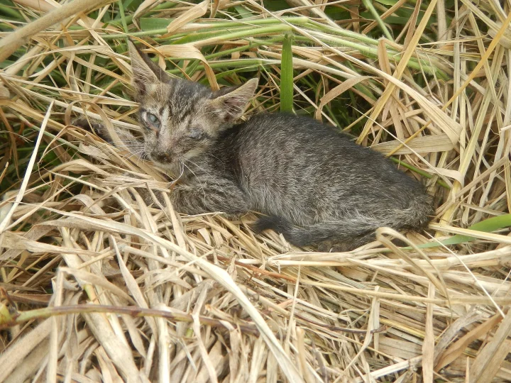 Small gray tabby nestled in dry grass · Cat photo — Pictures of Cat