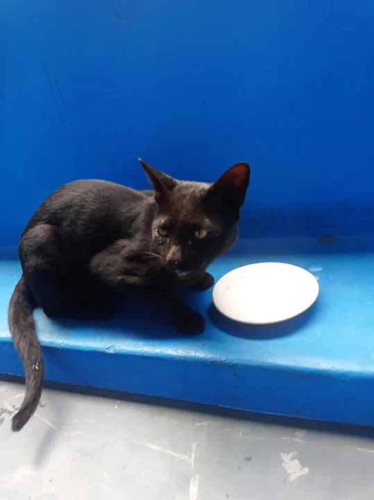 Black kitten on a blue bench beside a white dish · Cat photo — Pictures of Cat