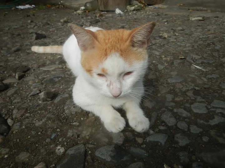 Orange and white cat resting on a rocky surface · Cat photo — Pictures of Cat