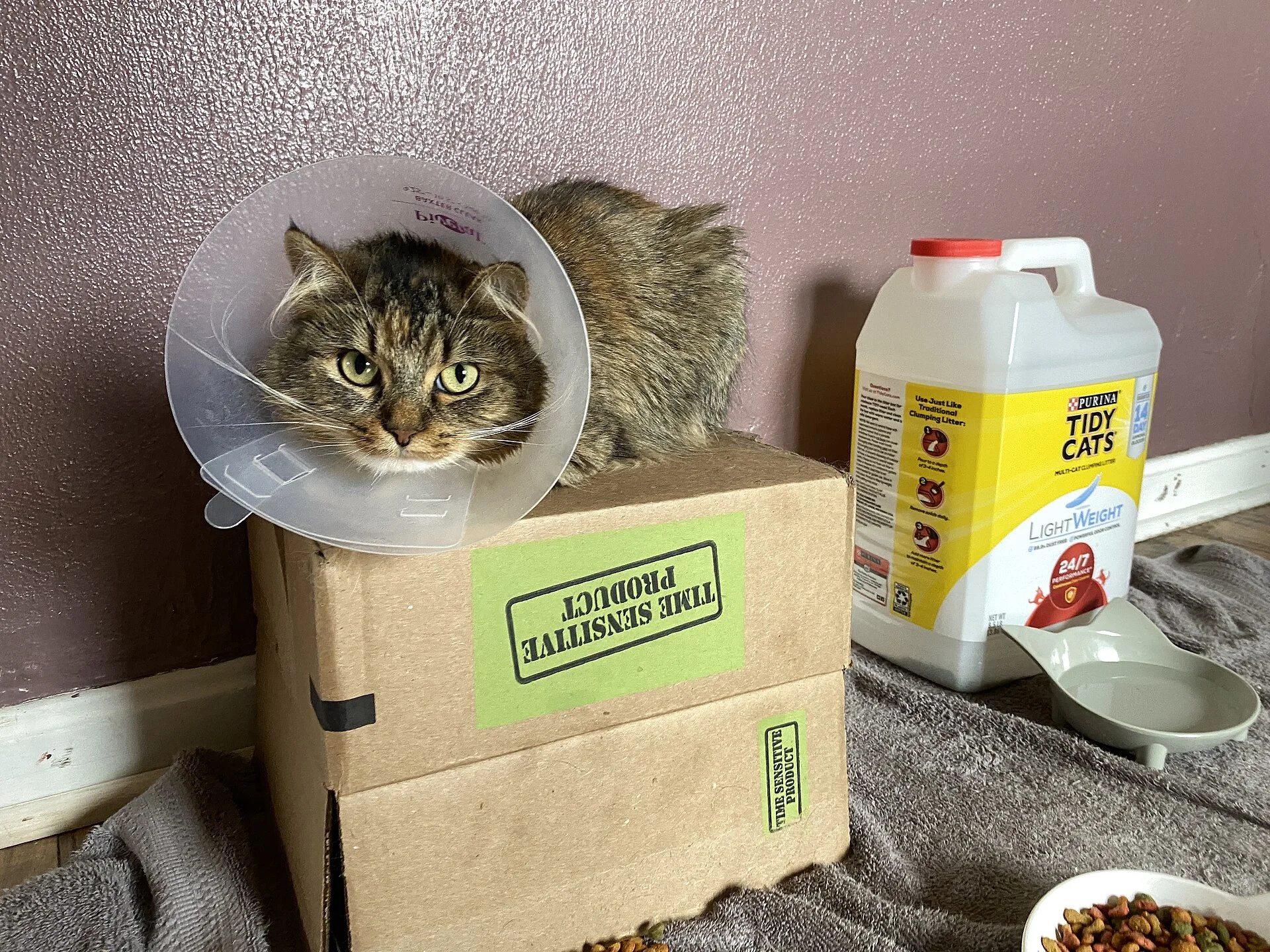 Cat with cone collar on its head resting on a box., ein Katze-Foto auf Pictures of Cat