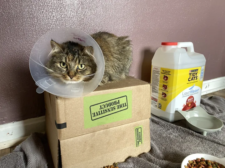 A long-haired cat wearing a protective collar on cardboard boxes · Cat photo — Pictures of Cat