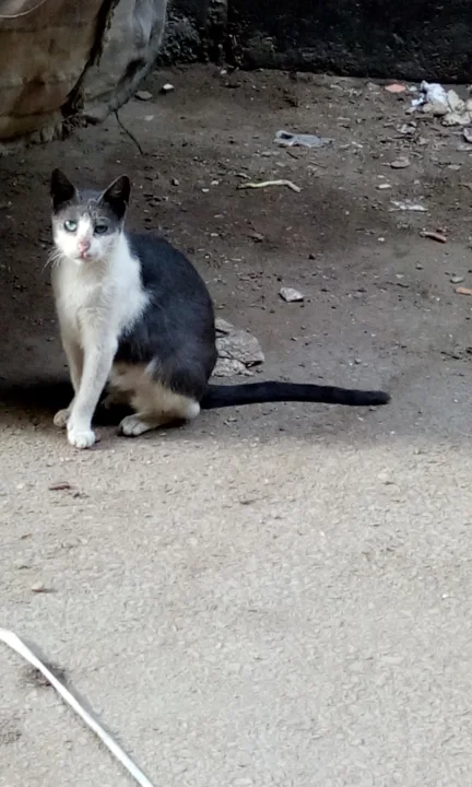 Black and white cat sitting in a rough outdoor yard · Cat photo — Pictures of Cat