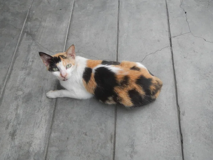 Calico cat resting on a gray wooden surface · Cat photo — Pictures of Cat