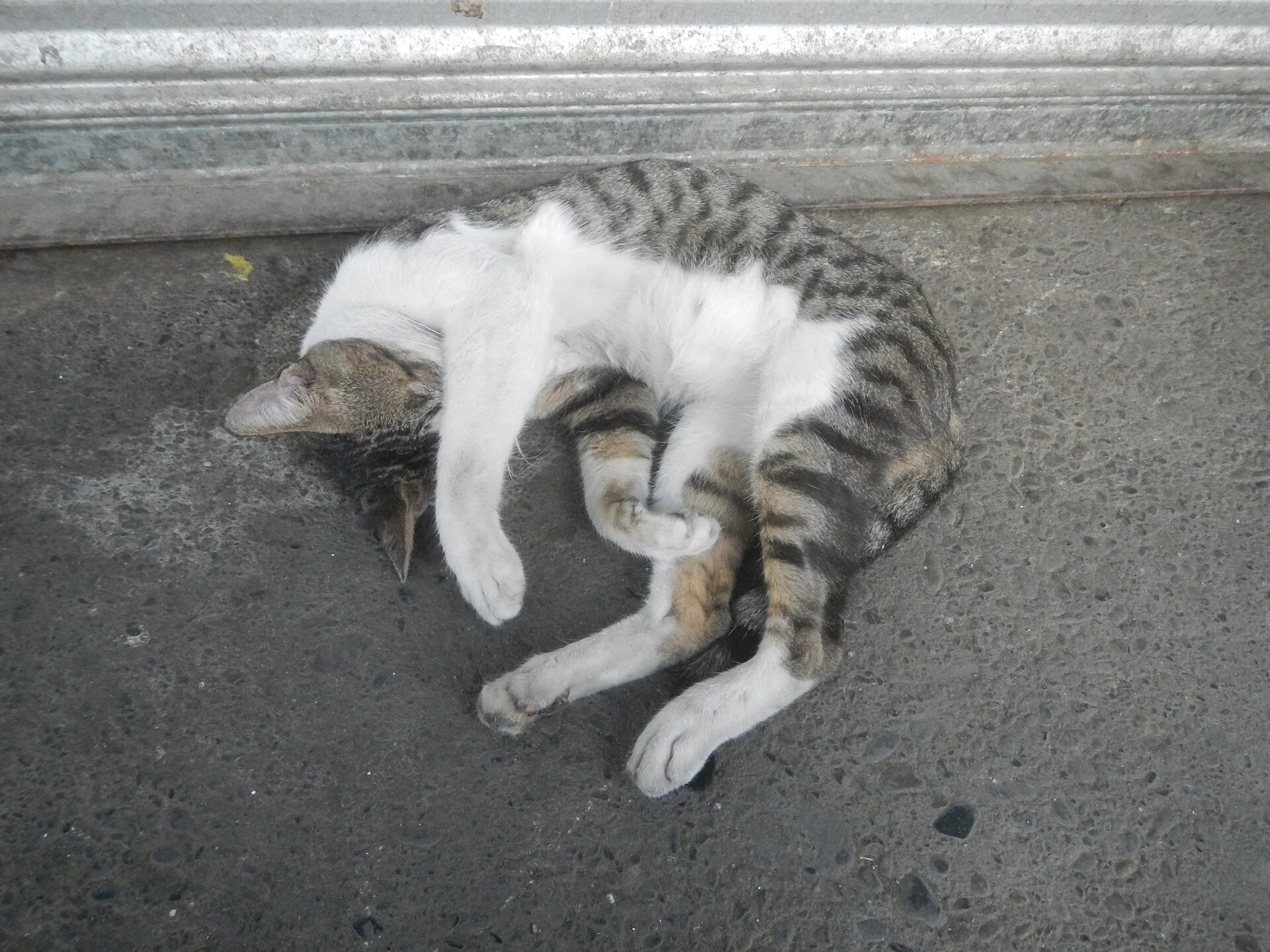 2020 coronavirus pandemic checkpoints in Baliuag 2020 coronavirus pandemic in the Philippines 307 cases in Category:Siti, a cat photo on Pictures of Cat