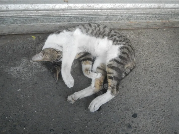 White and gray tabby curled beside a metal shutter · Cat photo — Pictures of Cat