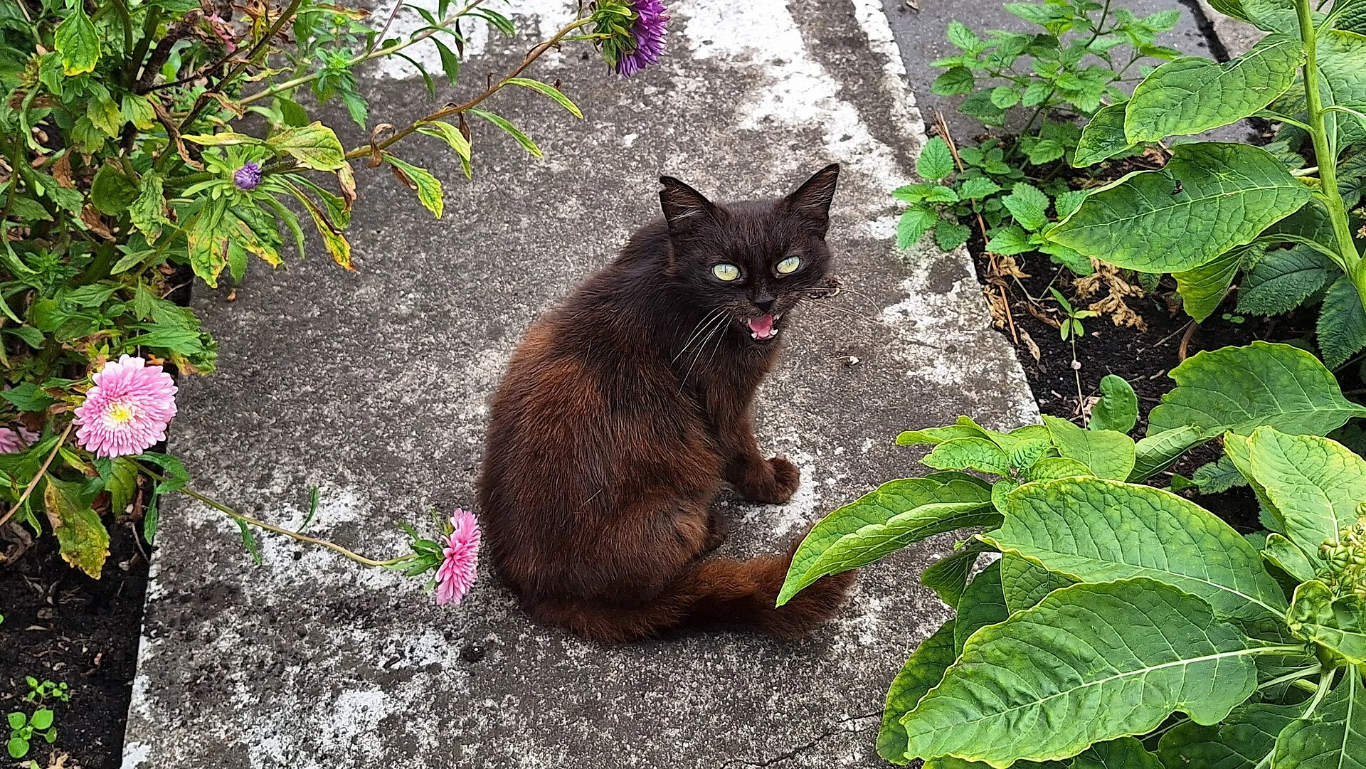 Pictures of Cat의 고양이 사진, Felis catus (Pantera) in Szczecin, 2024